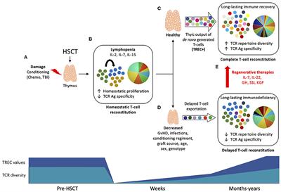 Evaluating Thymic Function After Human Hematopoietic Stem Cell Transplantation in the Personalized Medicine Era